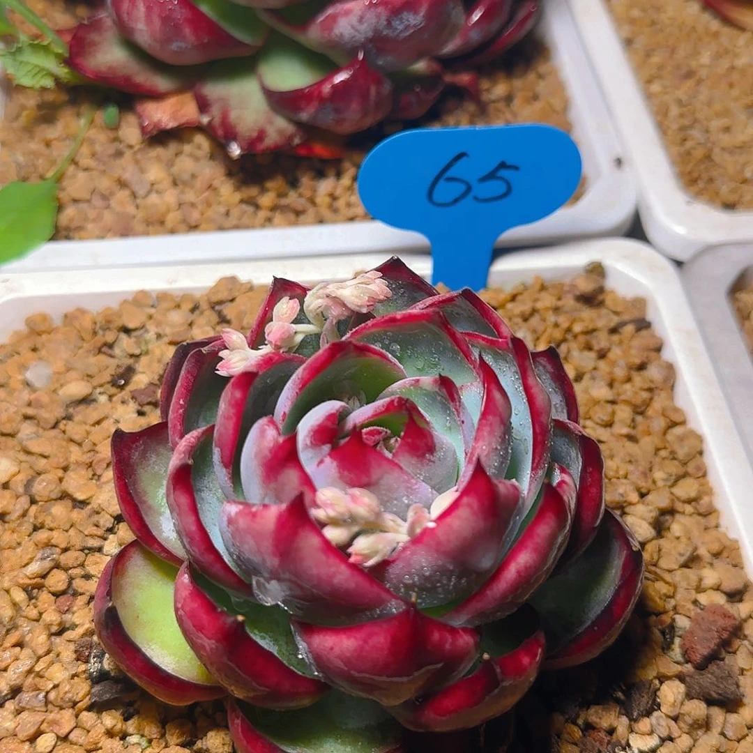 惊鸿仙子一物一拍65号