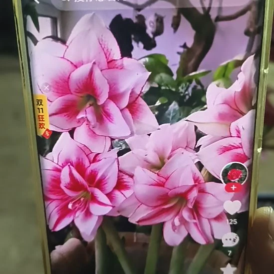 完全开放精灵5-6俩