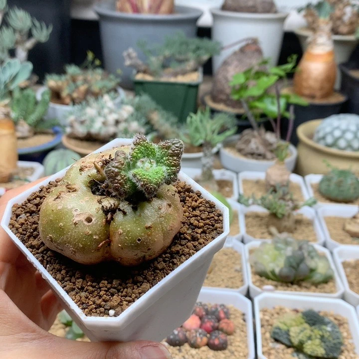 断崖王子杂交带盆