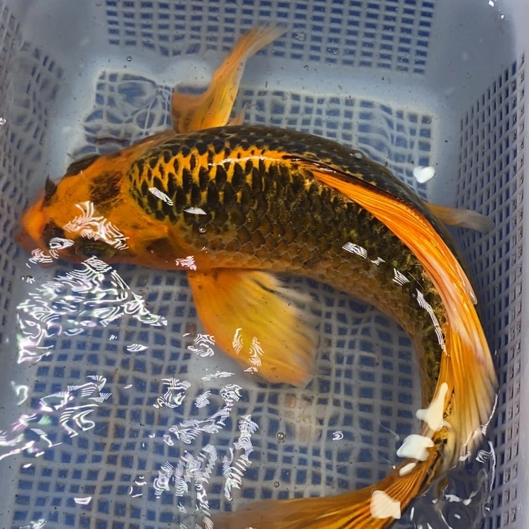 锦鲤冷水锦鲤包邮