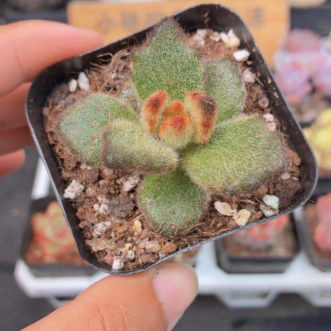 泰迪熊多肉9.9包邮发货