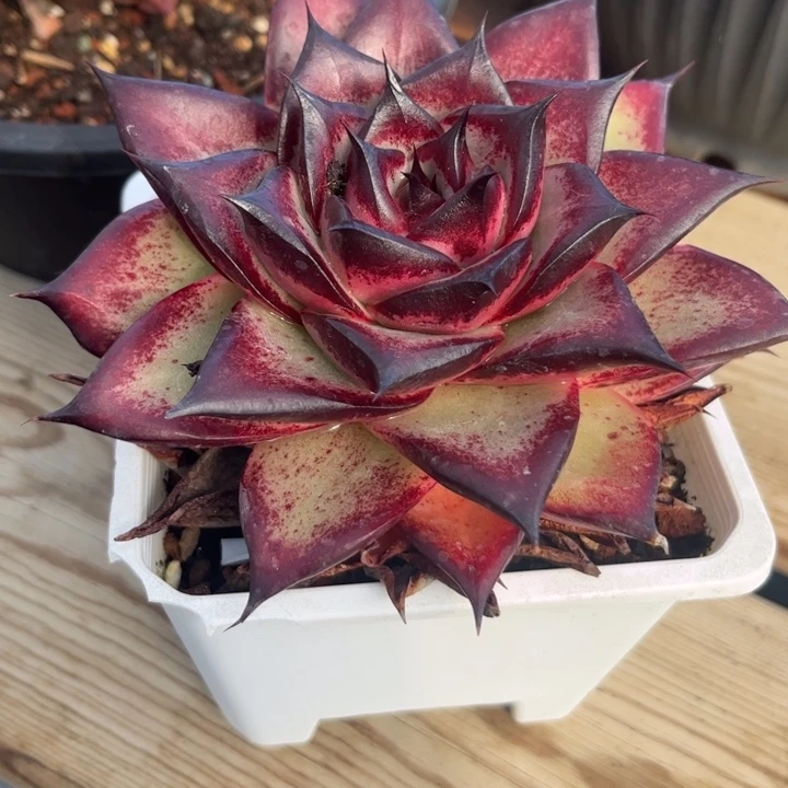 超级美魔王特惠111111