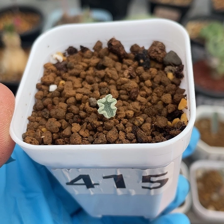 415冰晶海带雾冰玉