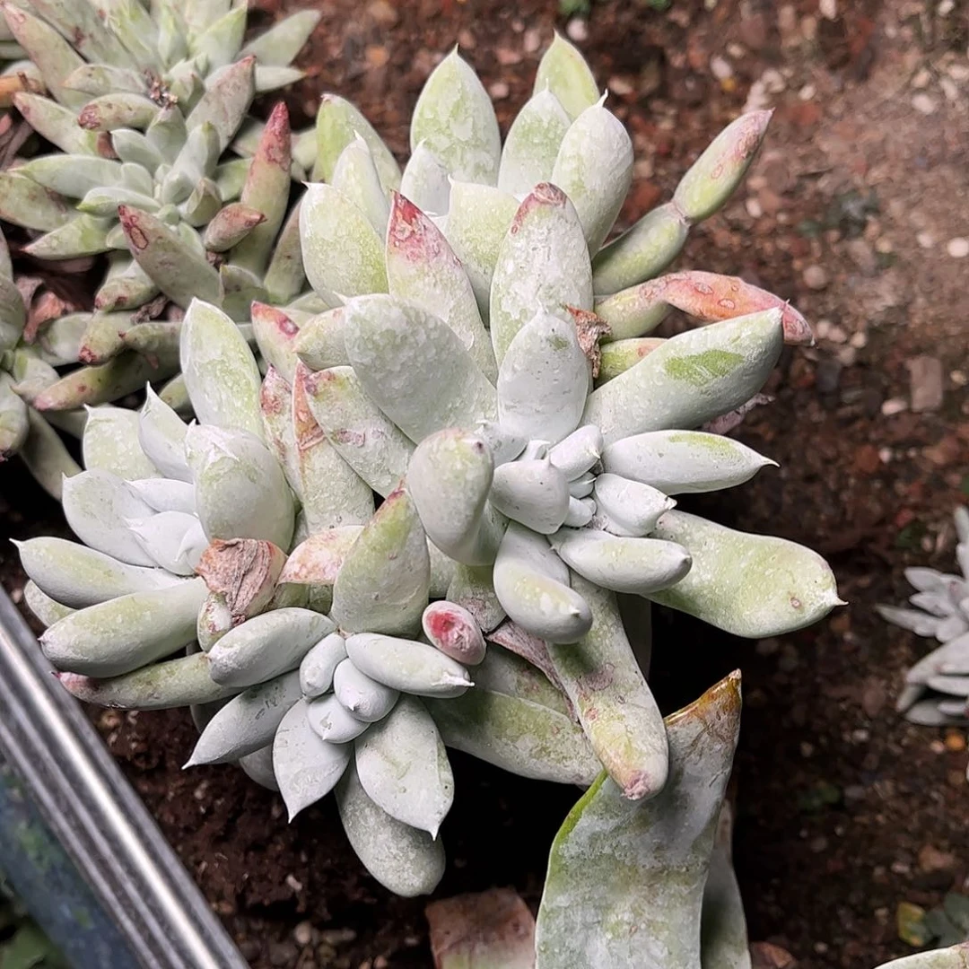 8468帕翠啥仙女杯多肉