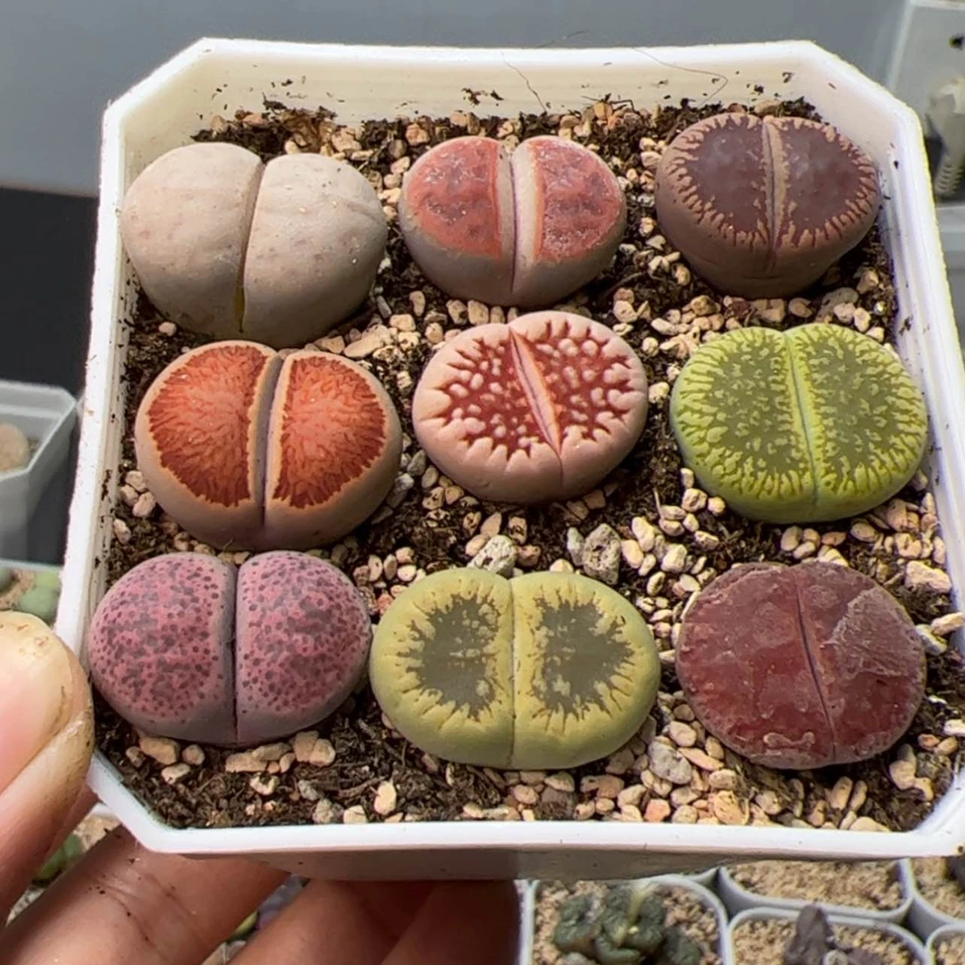 【闪购商品】000000008