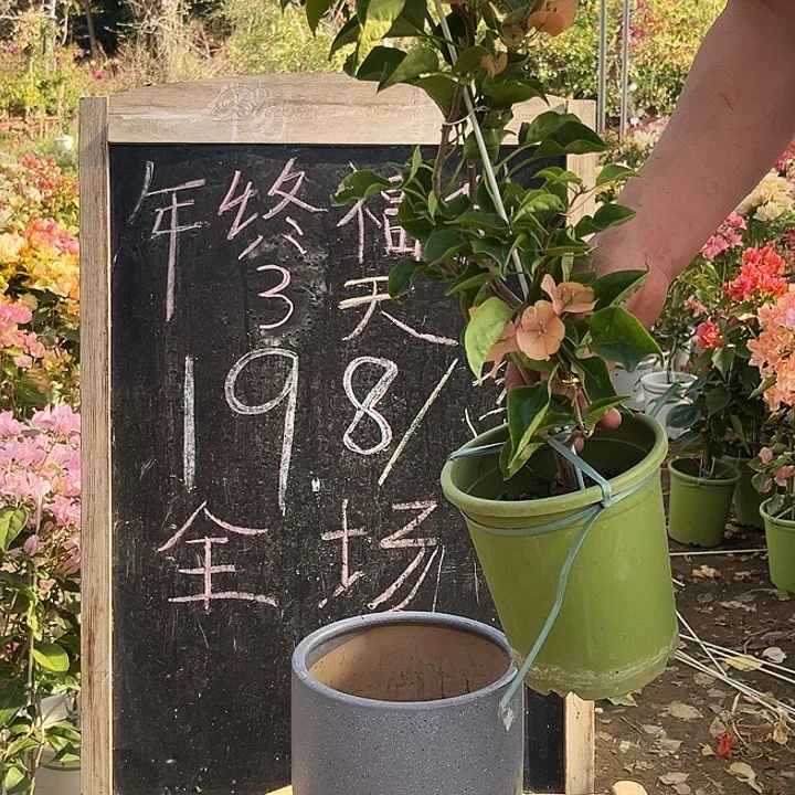 无花朵三角梅蒙茶