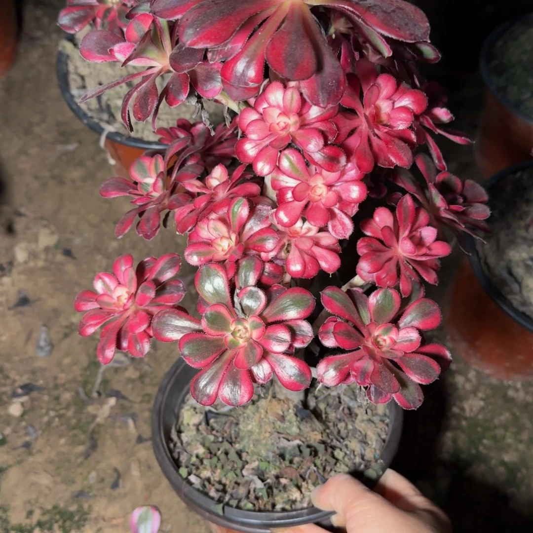 阿***楠6103香奈多肉植物