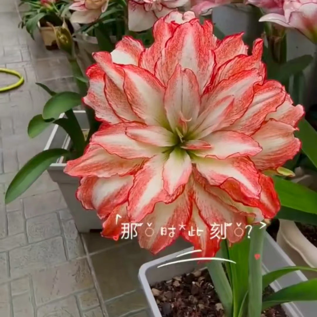 朱顶红-双旗2厘米+