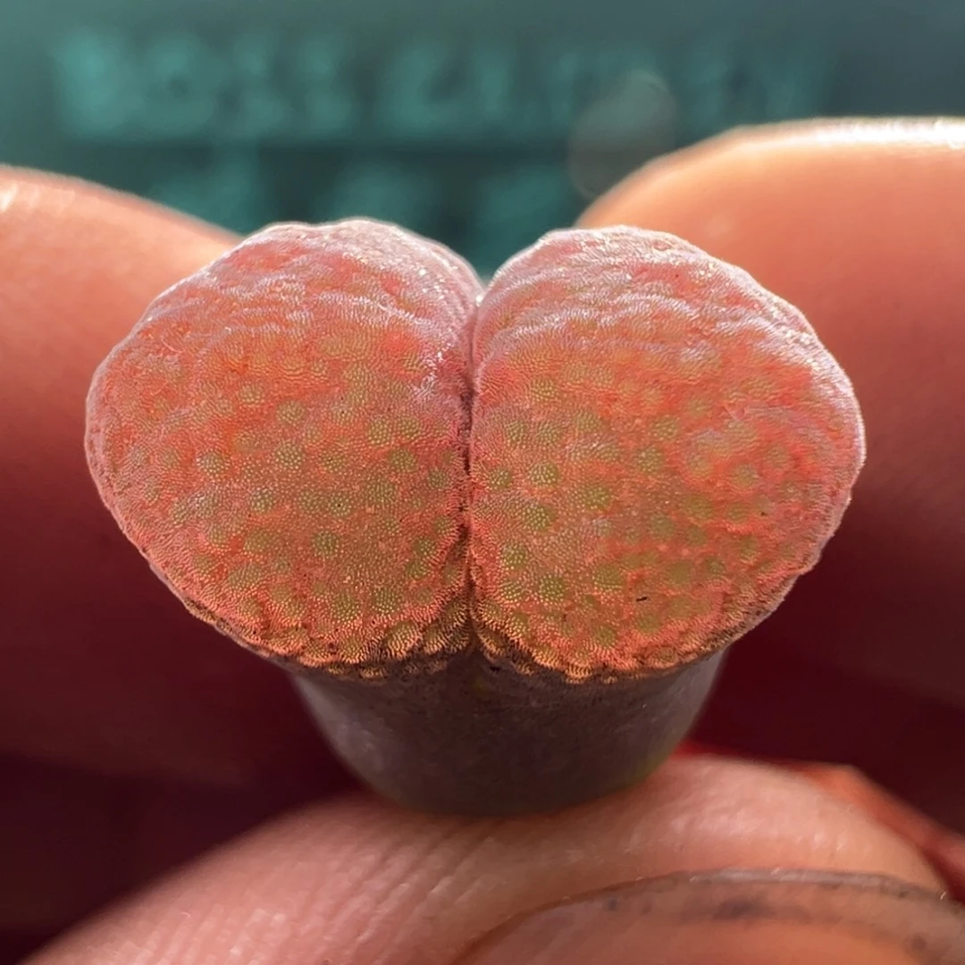 1013优选草莓糖霜折后