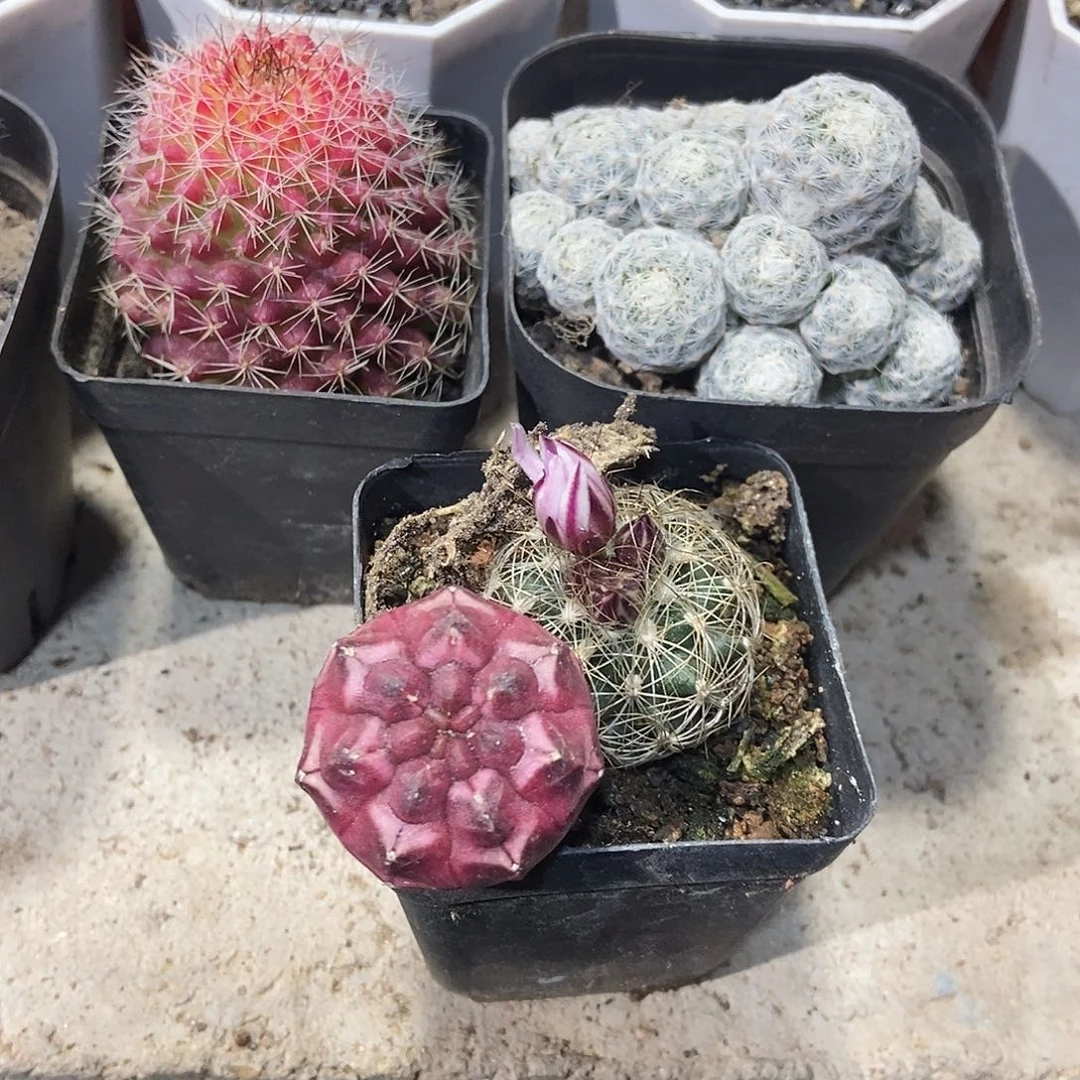 梦想白虎丸两个，