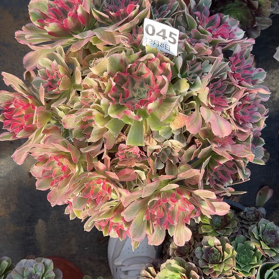 12.8-45男神多肉植物