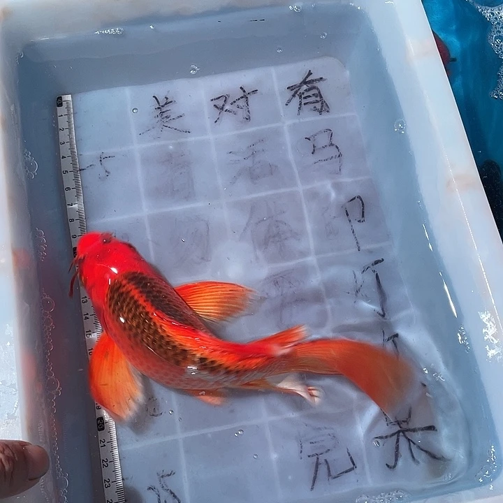 蝴蝶鲤鱼渔场直发30