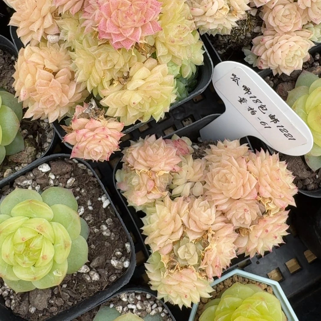 1221-061-麦秆不包整带盆土一颗量拍