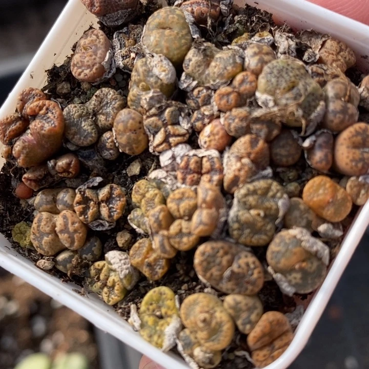 2725勋章一盒一盒