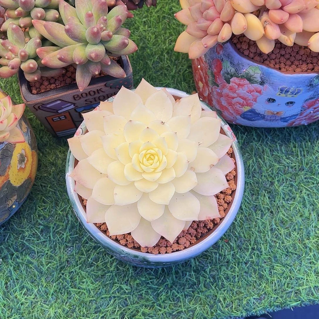 海兰锦海兰锦3556644！