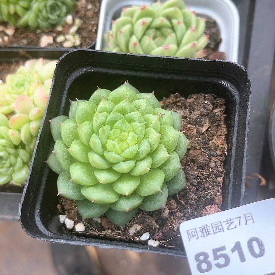阿雅园艺。      8510绿水鬼