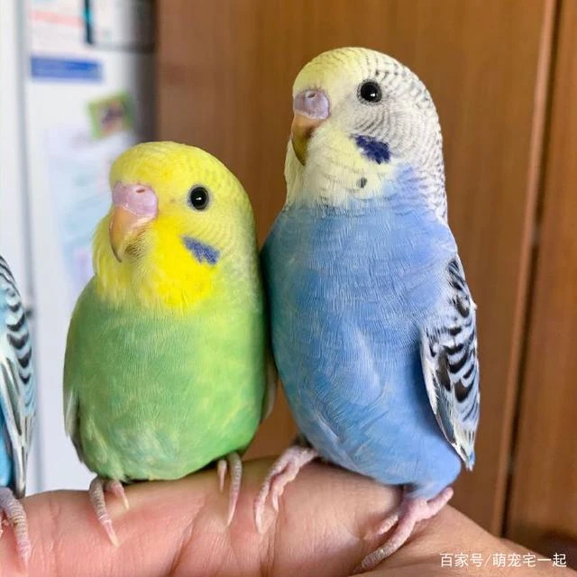 会学说话虎皮鹦鹉5只分公母90%