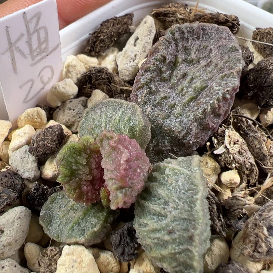 w大鱼海棠多肉植物水泡