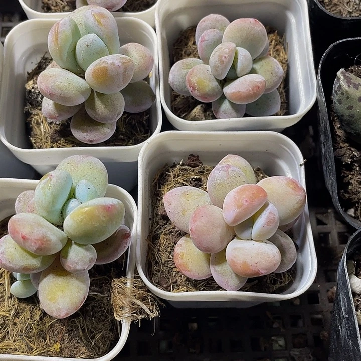 雪美人2.8带盆土