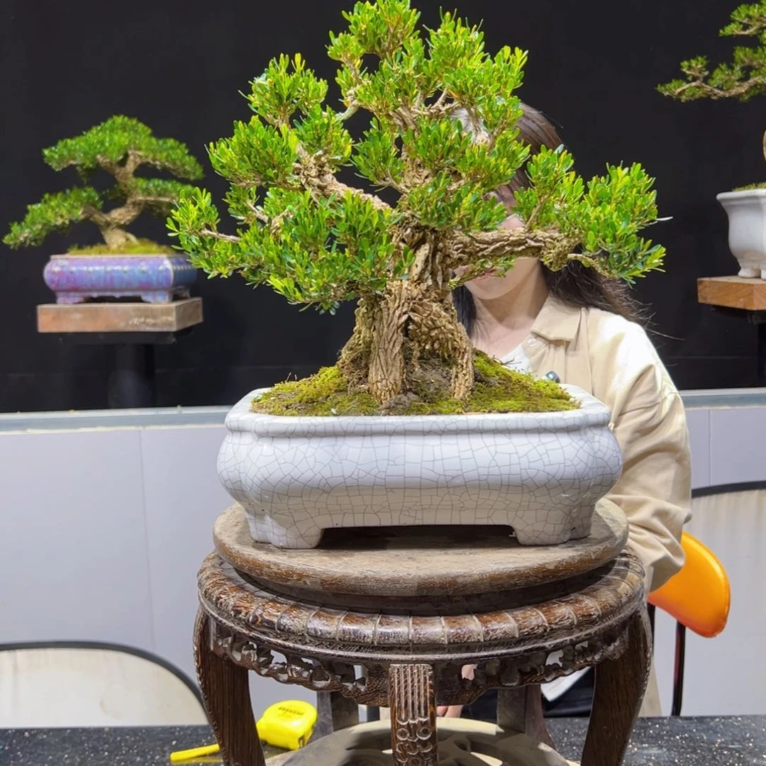 黄杨盆景老桩四季长青德**豪
