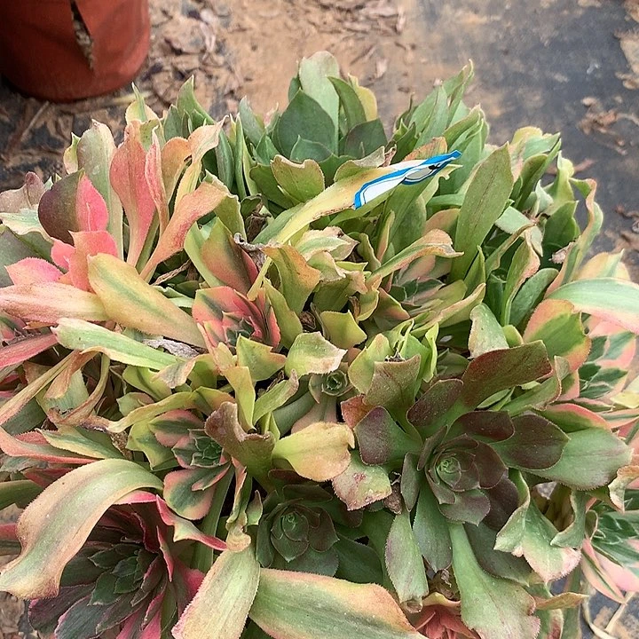 多肉植物光辉41号