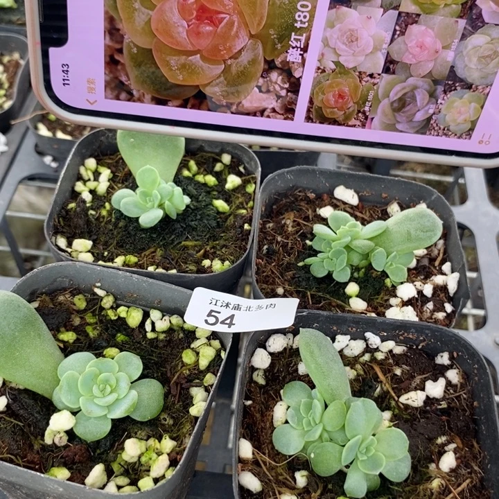 标54醉红801一个多肉