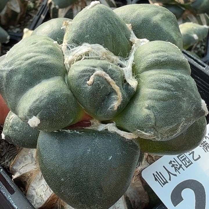 无花朵苗接大尤蛋245