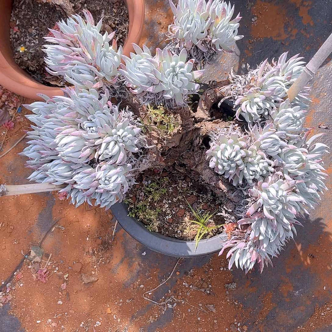 魑**魉奴婢吉纳不售后特价