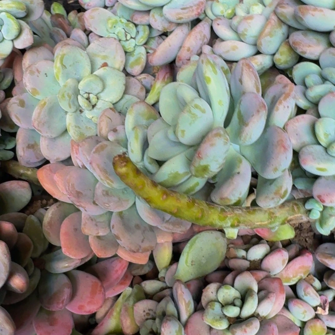 多肉砍头 不包损11.8