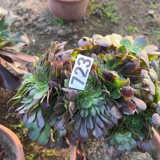 萍***逢多肉植物一个黑同723