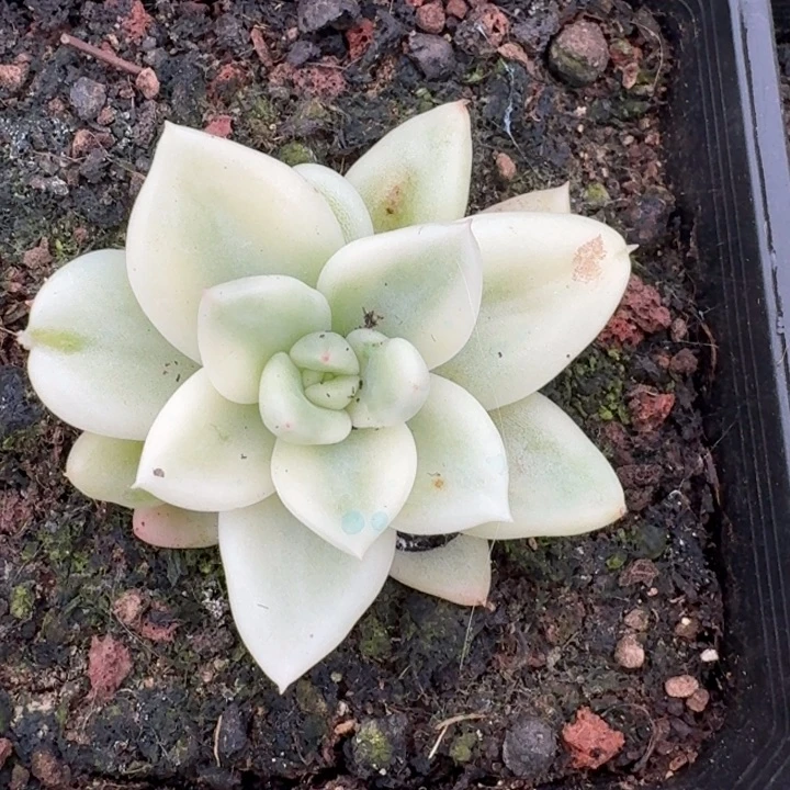 大***糖奶油鳄梨一物一拍