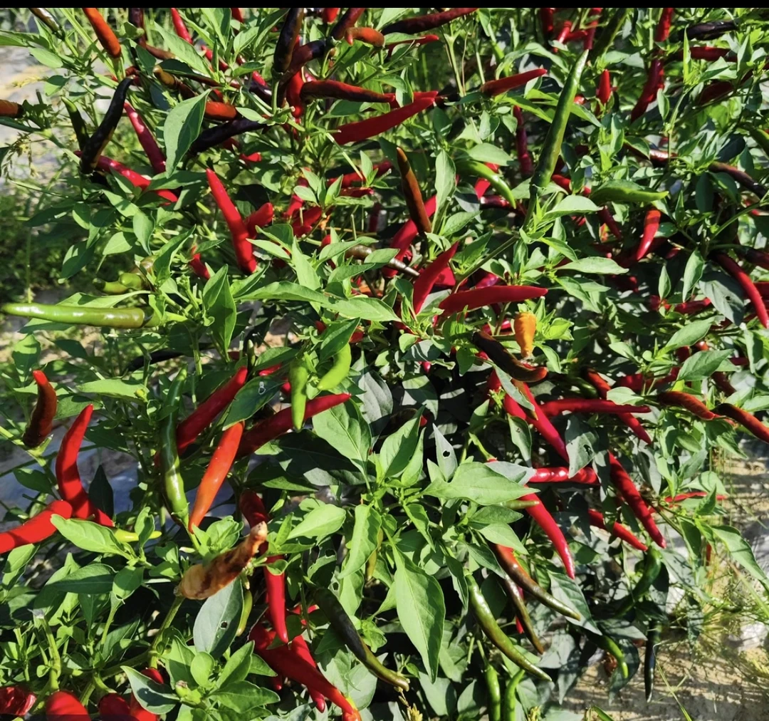 贵州本地艳椒  香辣口味  中辣  做泡辣