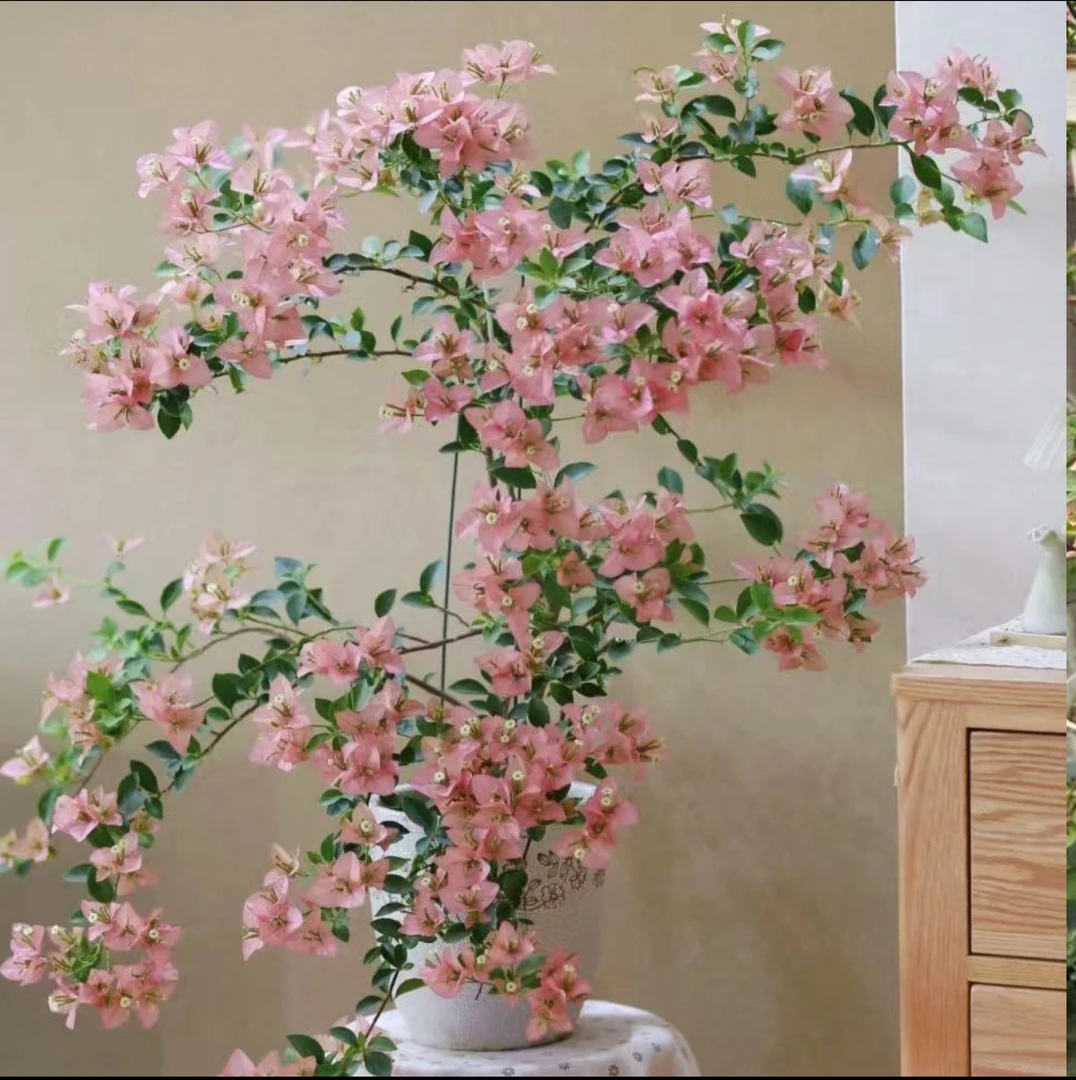 【卡亚塔】三角梅S四季开花阳台庭院可爬藤不带盆不带花