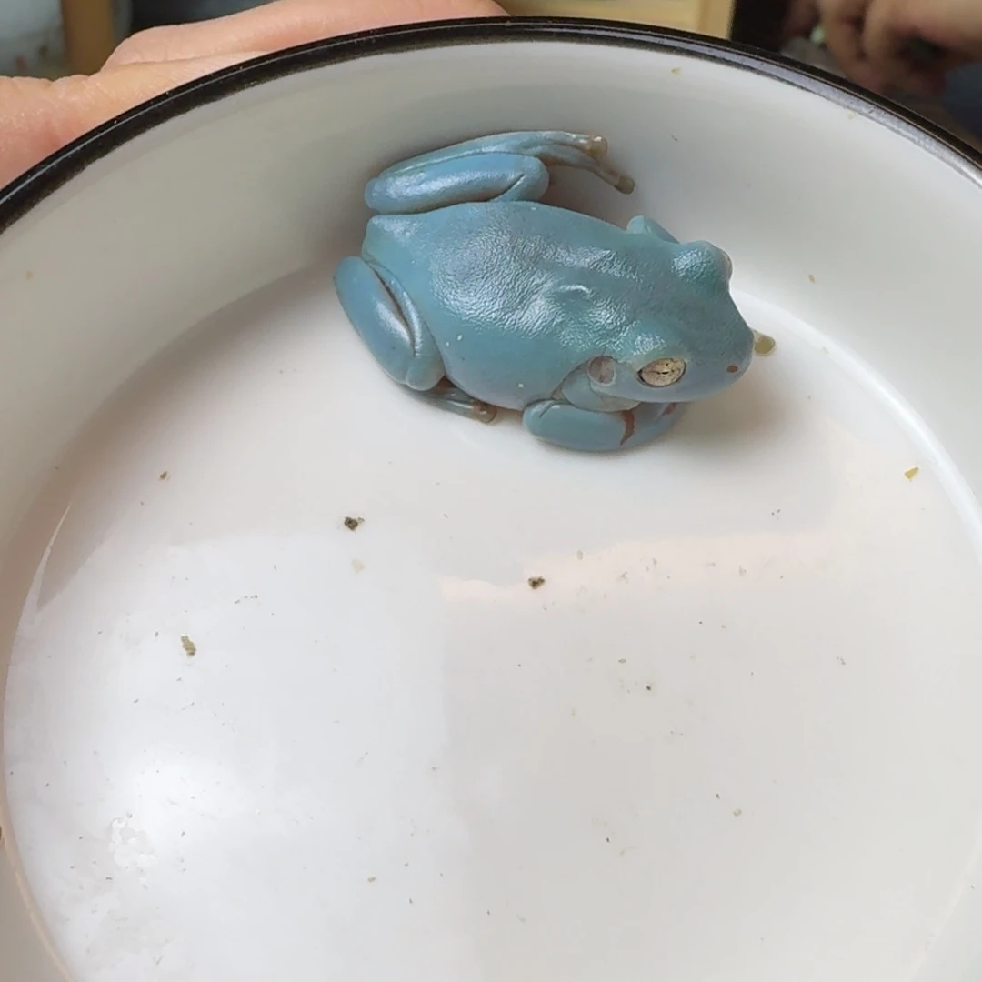 老爷树蛙9姥爷树蛙蓝姥爷素皮