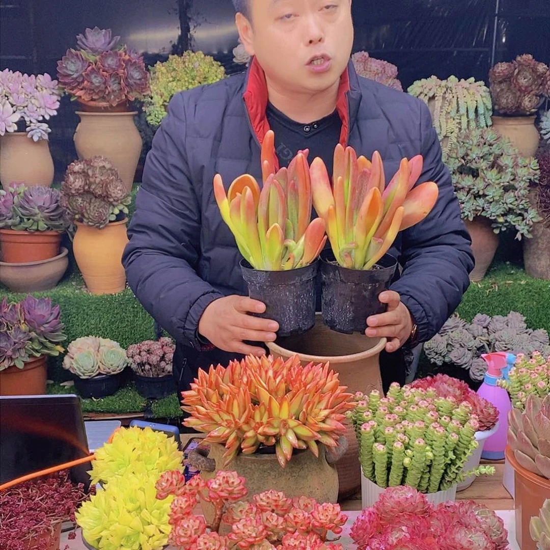 新年福利火狐狸特价福利