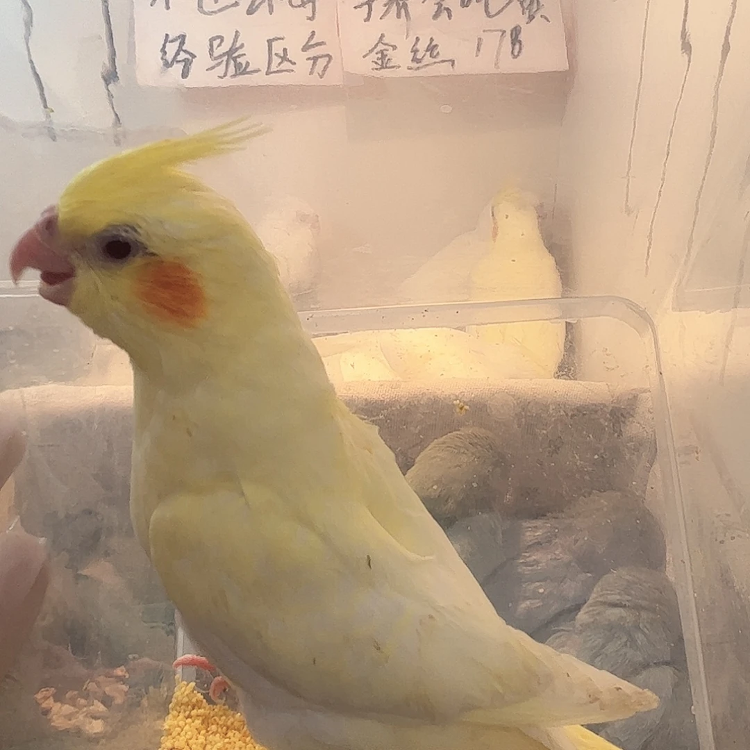 玄凤鹦鹉/鸡尾鹦鹉手养
