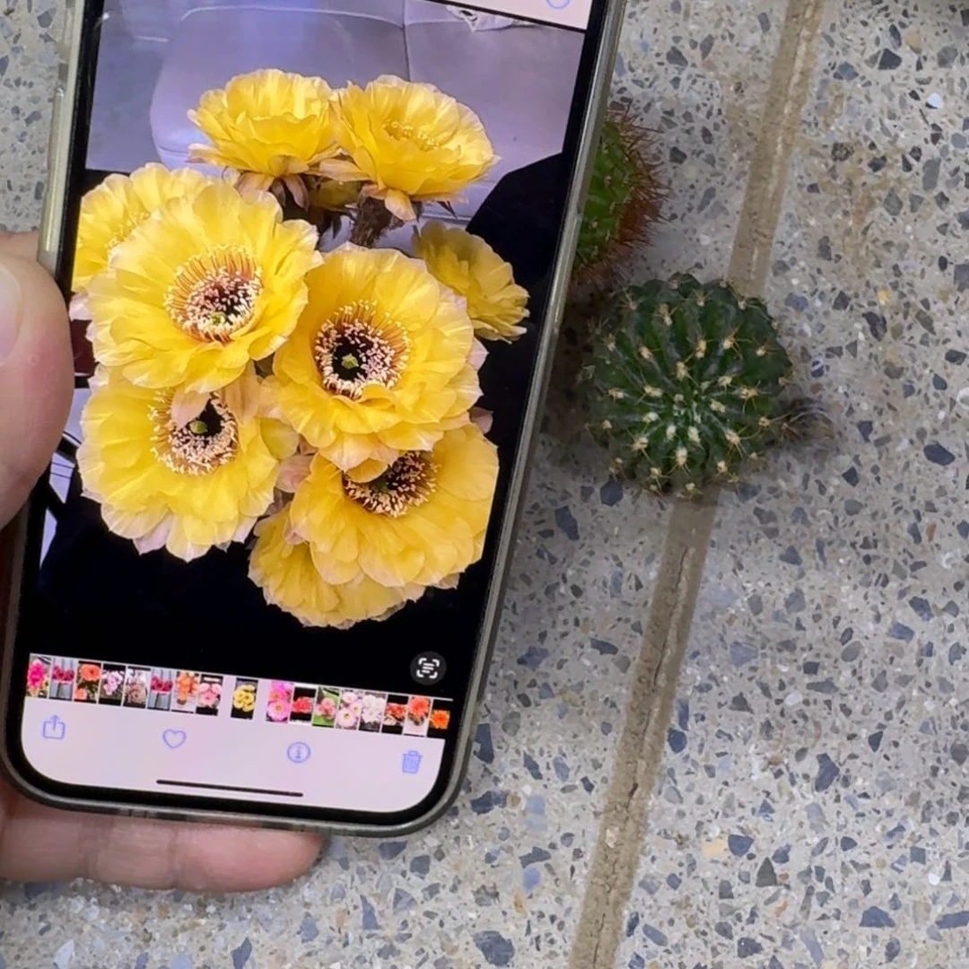 218丽花黄喉歪无根侧牙3公分左右，20包邮