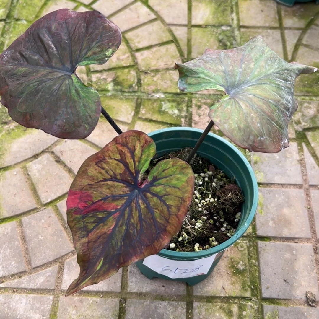 七***一完全开放一物一拍6128