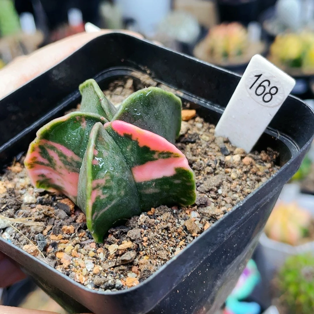 非偏远地区满25发货仙人球