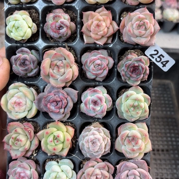 鑫***油精品直播一物一拍254