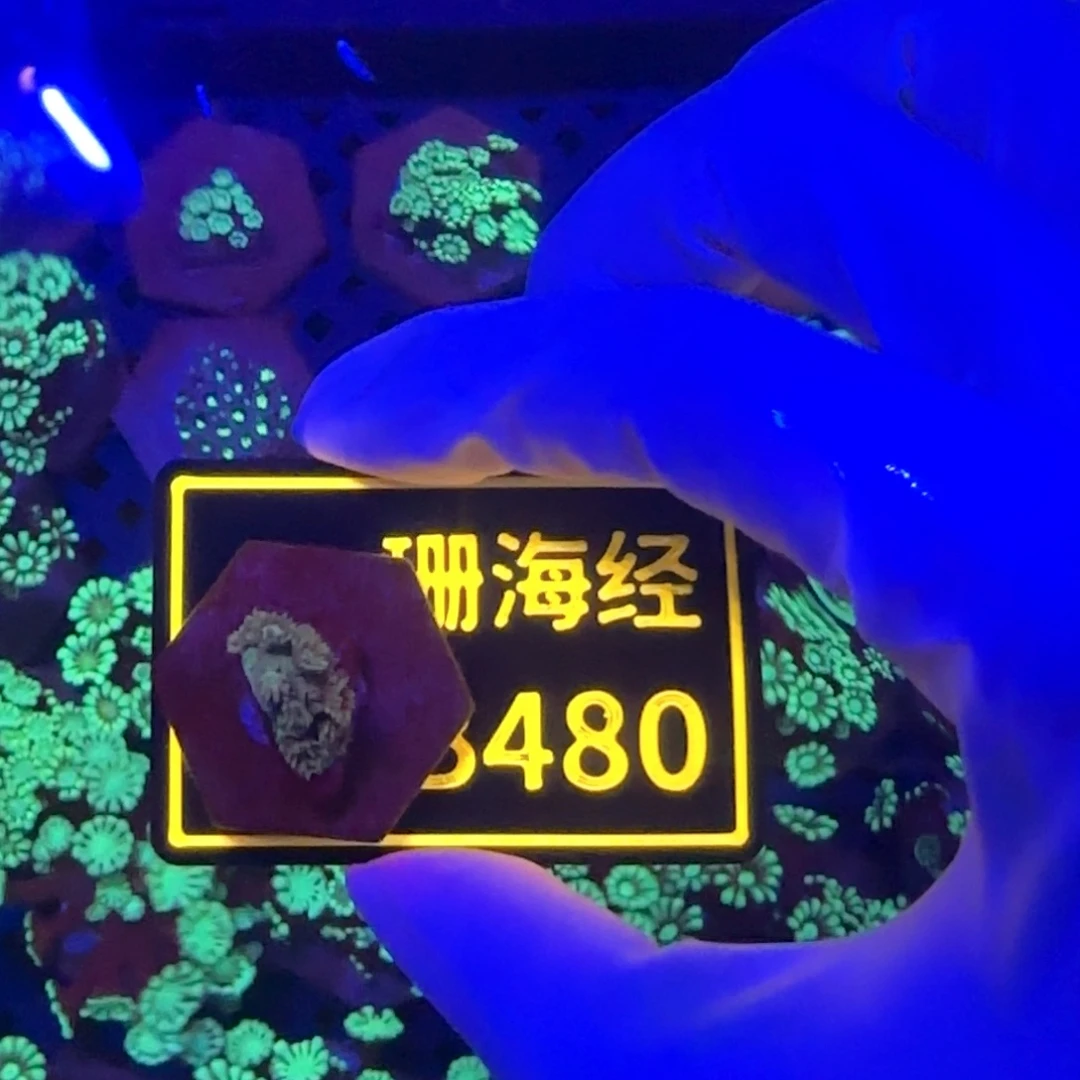 赵***纽扣珊瑚又又不包邮马卡龙B480