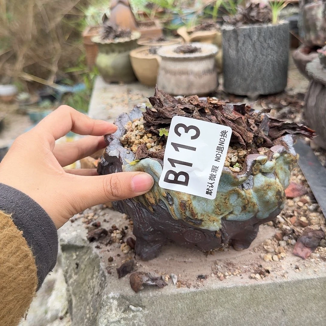 重庆小燕子欢迎大家113