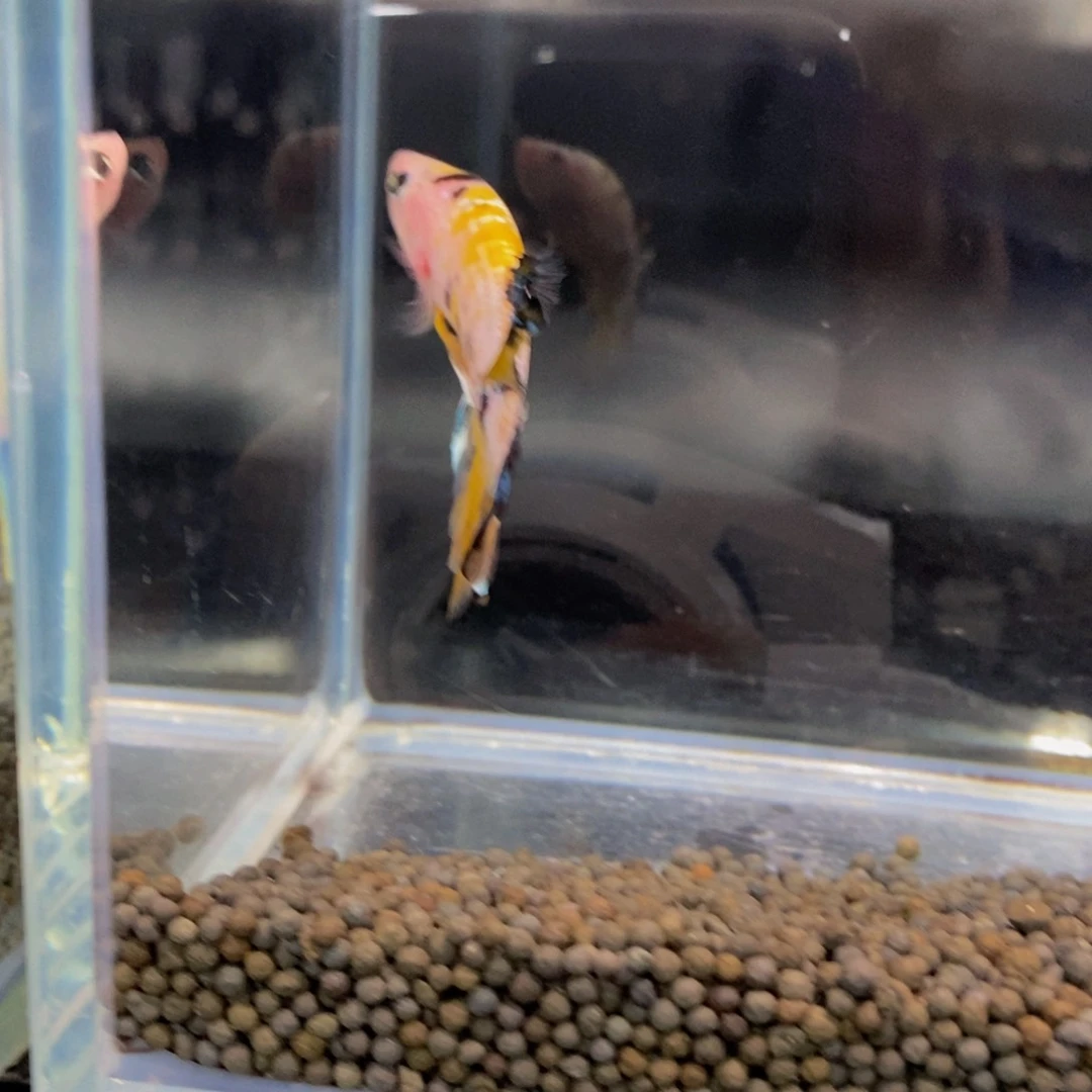 斗鱼485巨斗1111111