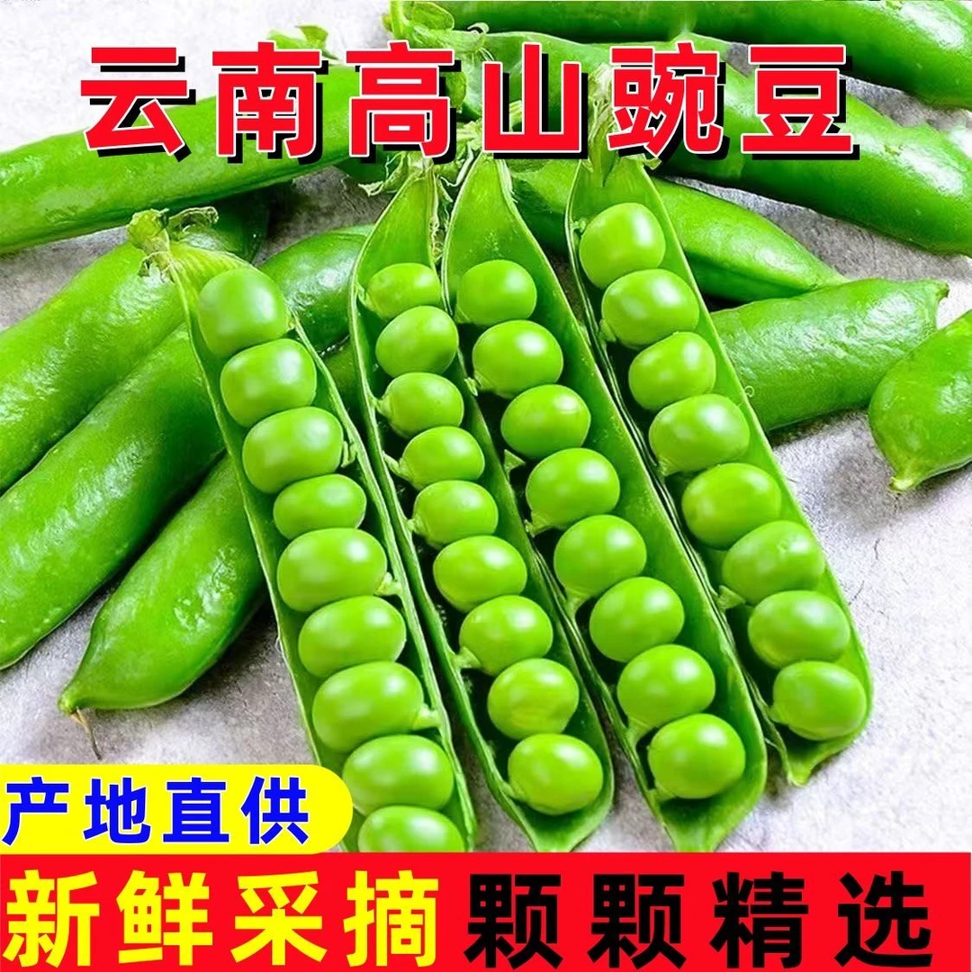 云南新鲜带壳甜豌豆现摘现发高山种植饱满优质
