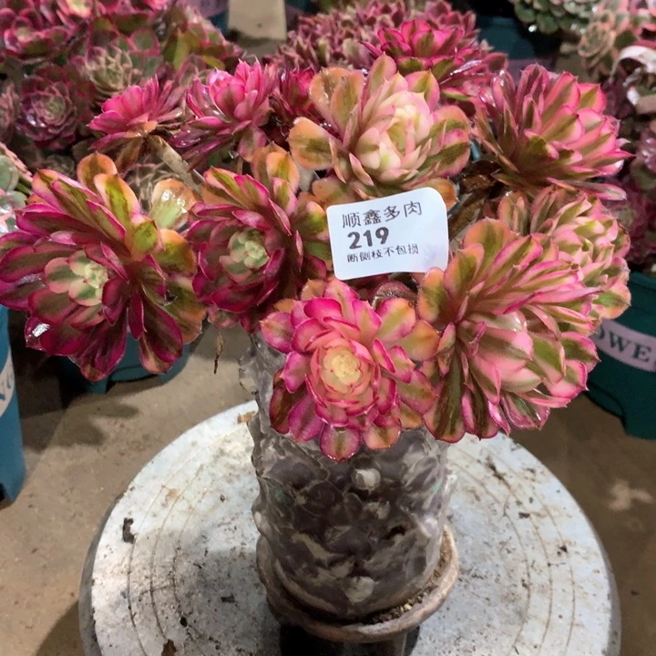 219白月光多肉植物