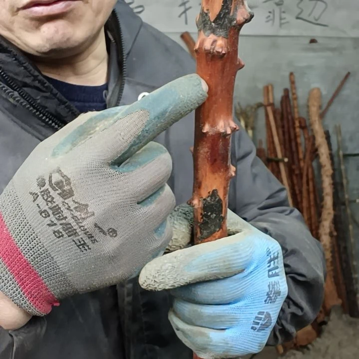 稳定木用****4贵州檬子木   铁马鞭   根艺  半成品