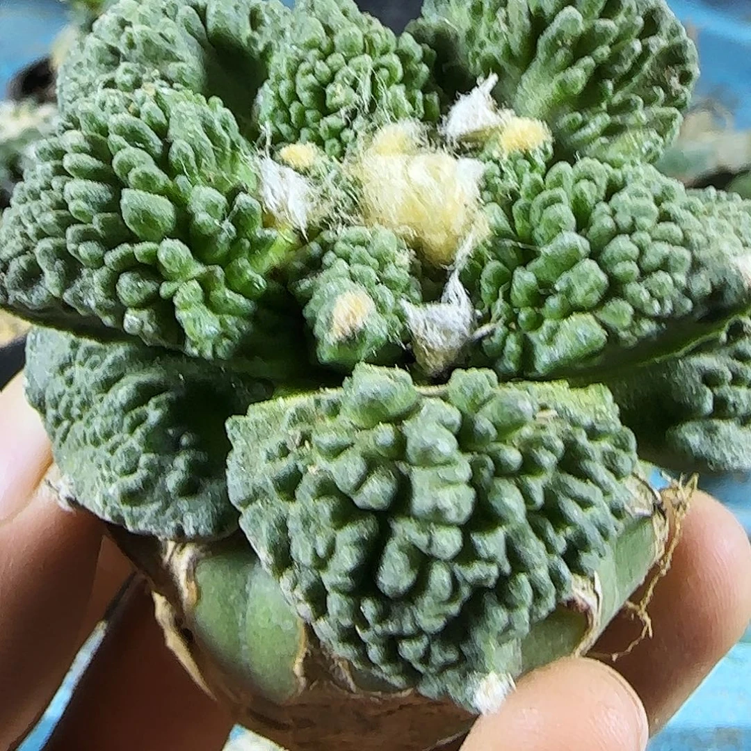 哥怒045仙人球开花