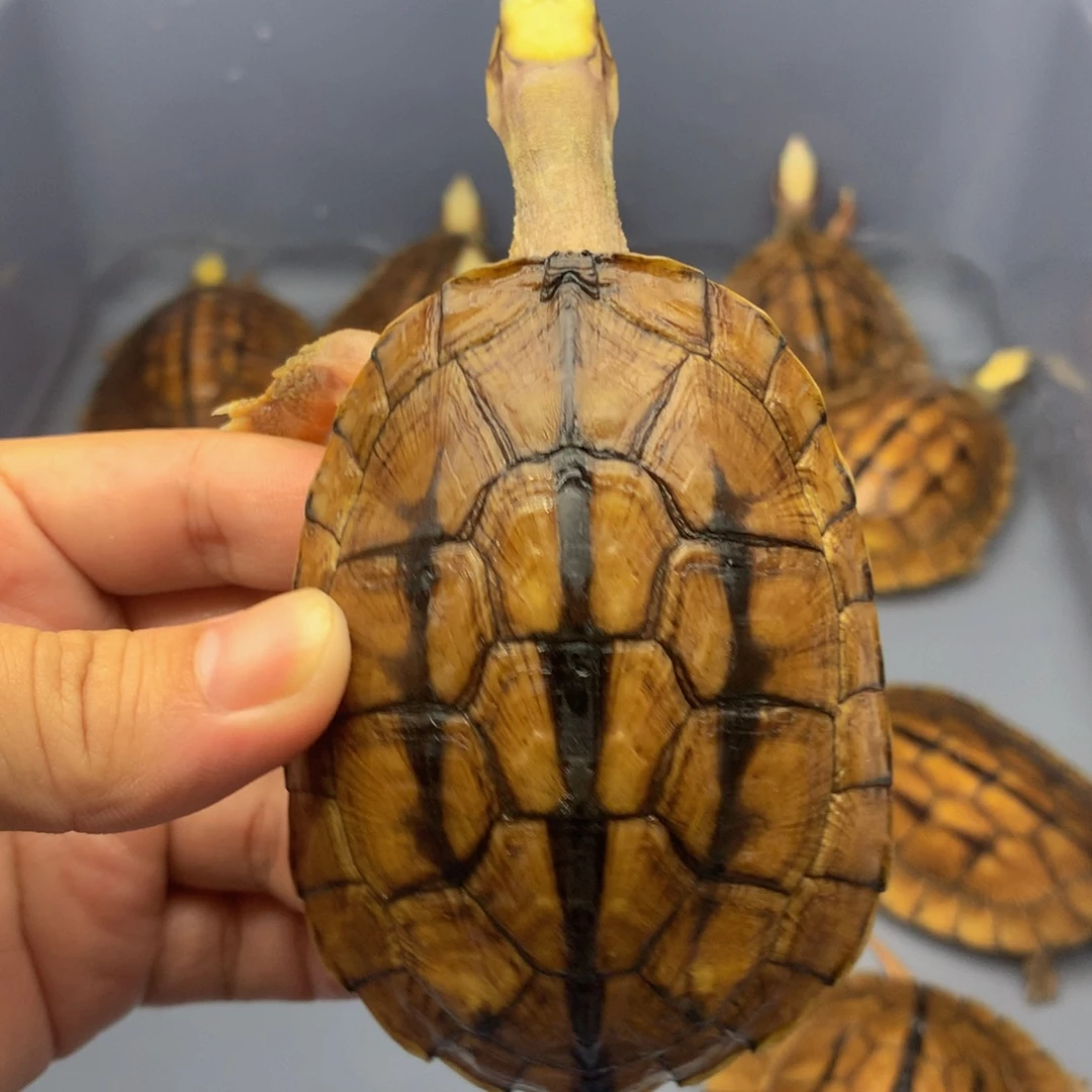 公宠物龟海南三线公