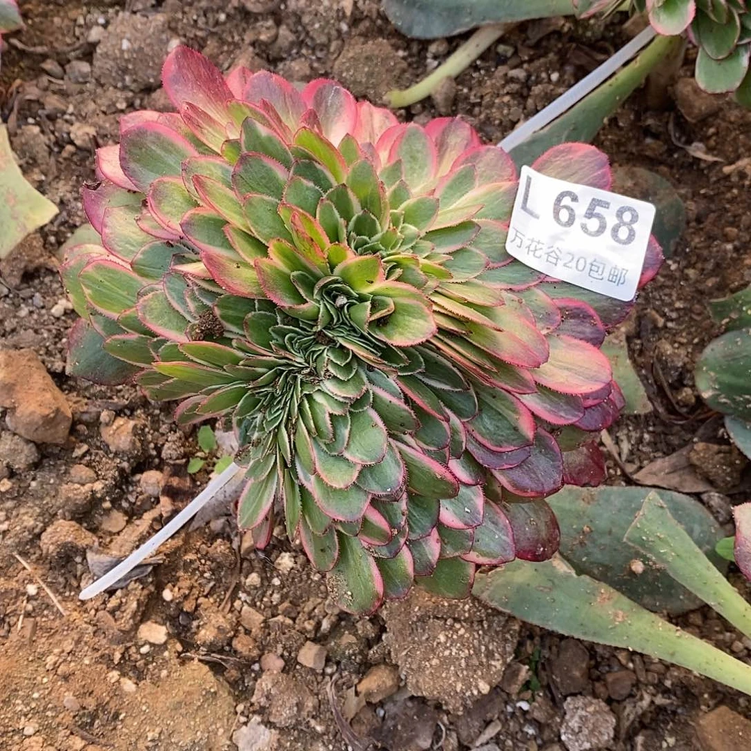 658黑魔锦缀多肉植物