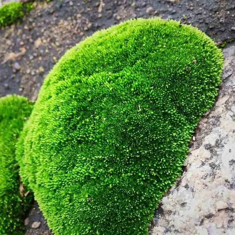 野采鲜活苔藓青苔微景观绿植盆景桌面假山造景材料朵朵藓白发藓